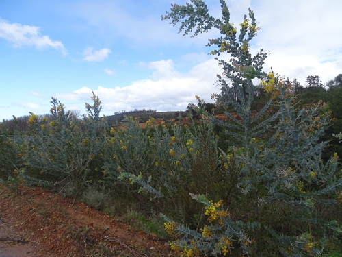 Acacia podalyriifolia