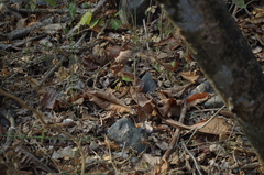 Stenocercus iridescens