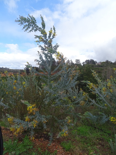 Acacia podalyriifolia