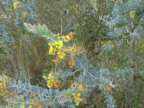 Acacia podalyriifolia