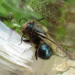 Osmia lignaria lignaria