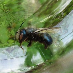 Osmia lignaria lignaria