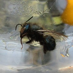 Osmia lignaria lignaria