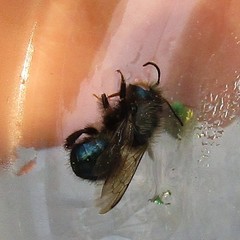 Osmia lignaria lignaria