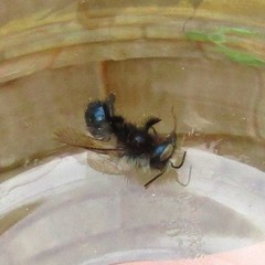 Osmia lignaria lignaria