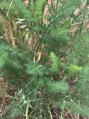Foeniculum vulgare