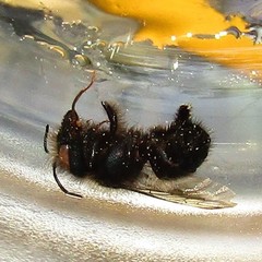Osmia lignaria lignaria