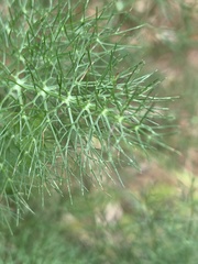 Foeniculum vulgare