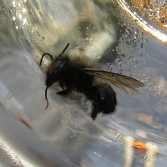 Osmia lignaria lignaria