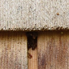 Osmia lignaria lignaria