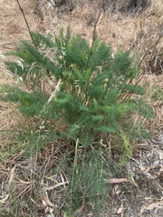 Foeniculum vulgare