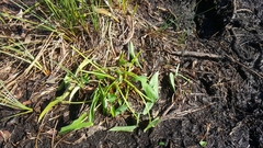 Peltandra sagittifolia