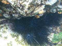 Centrostephanus coronatus