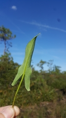 Peltandra sagittifolia