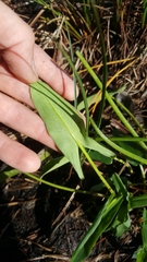 Peltandra sagittifolia