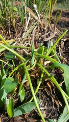 Peltandra sagittifolia