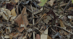 Stenocercus iridescens