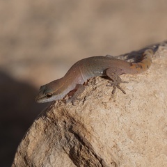 Harris Gecko photo 3