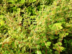 Euphorbia cozumelensis