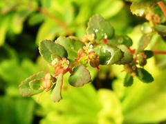 Euphorbia cozumelensis