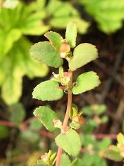 Euphorbia cozumelensis