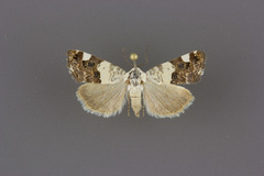 Tarache toddi