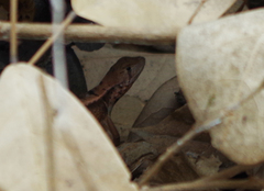 Stenocercus iridescens