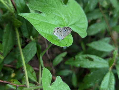 Pale Grass Blue
