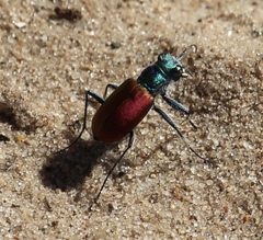 Cicindela scutellaris scutellaris