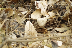 Stenocercus iridescens