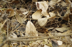 Stenocercus iridescens