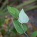 Smilax glauca - Photo (c) Bruce Holst,  זכויות יוצרים חלקיות (CC BY-NC), uploaded by Bruce Holst