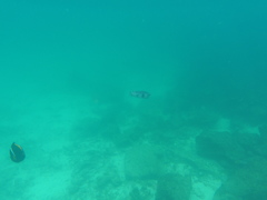 Chilomycterus reticulatus