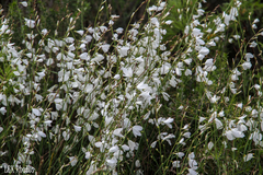 Heliophila maraisiana