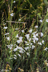 Heliophila maraisiana