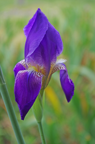 Mesopotamian Iris (Iris mesopotamica)