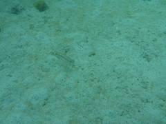 Serranus psittacinus