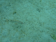 Serranus psittacinus