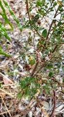 Spyridium thymifolium