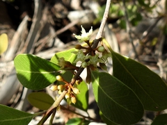 Sideroxylon americanum