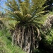 Golden Tree Fern - Photo (c) tuesday_1, some rights reserved (CC BY-NC)