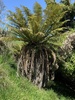 Golden Tree Fern - Photo (c) tuesday_1, some rights reserved (CC BY-NC)