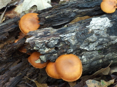 Gymnopilus subtropicus