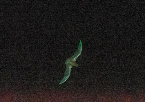 Eumops perotis observed 2025-08-22