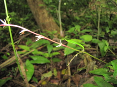 Petiveria alliacea