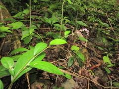 Petiveria alliacea