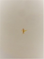 Anzygina agni