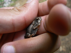 Incilius tutelarius
