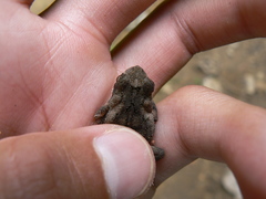Incilius tutelarius