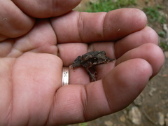 Incilius tutelarius